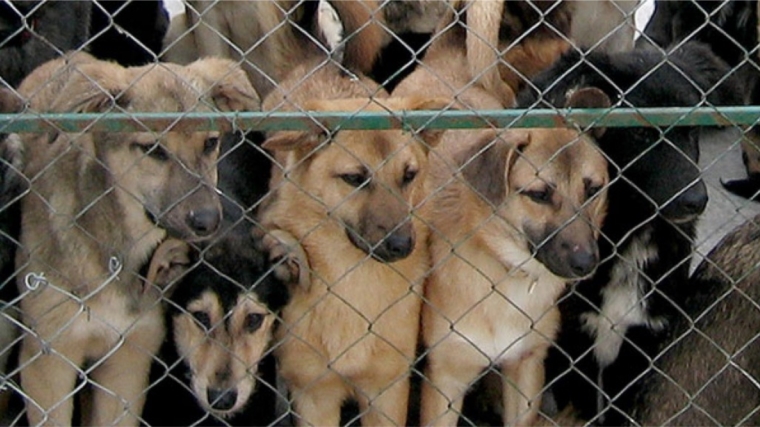 Собака бывает кусачей: с начала года в Чебоксарах передано на пункт передержки 95 собак